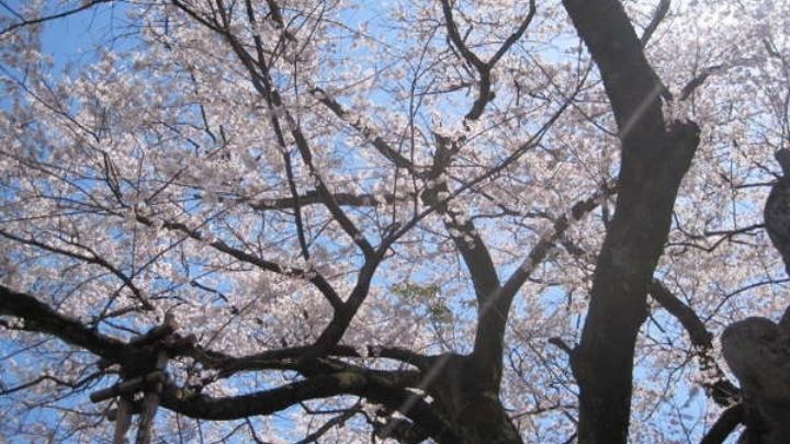 【鵜飼桜】春になると長良川の対岸に桜並木が現れます