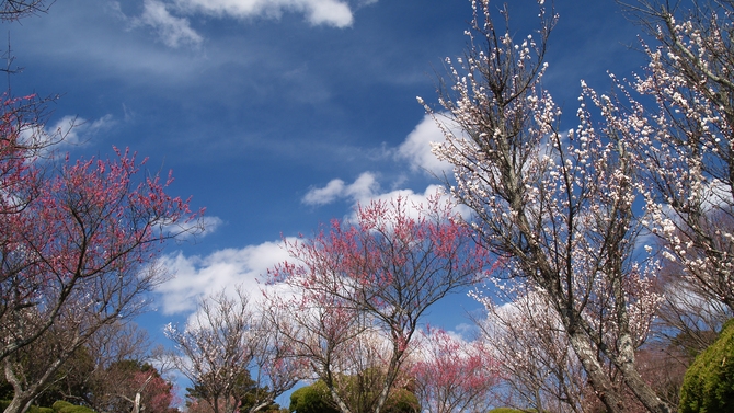 3月は菜の花と海と空のコントラスト「のこのしまアイランドパーク」へ船でGO！入場券付プラン／朝食付