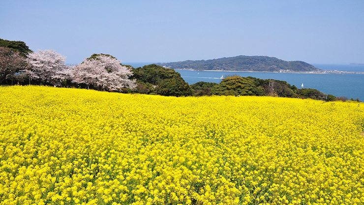 3月は菜の花と海と空のコントラスト「のこのしまアイランドパーク」へ船でGO！入場券付プラン／朝食付