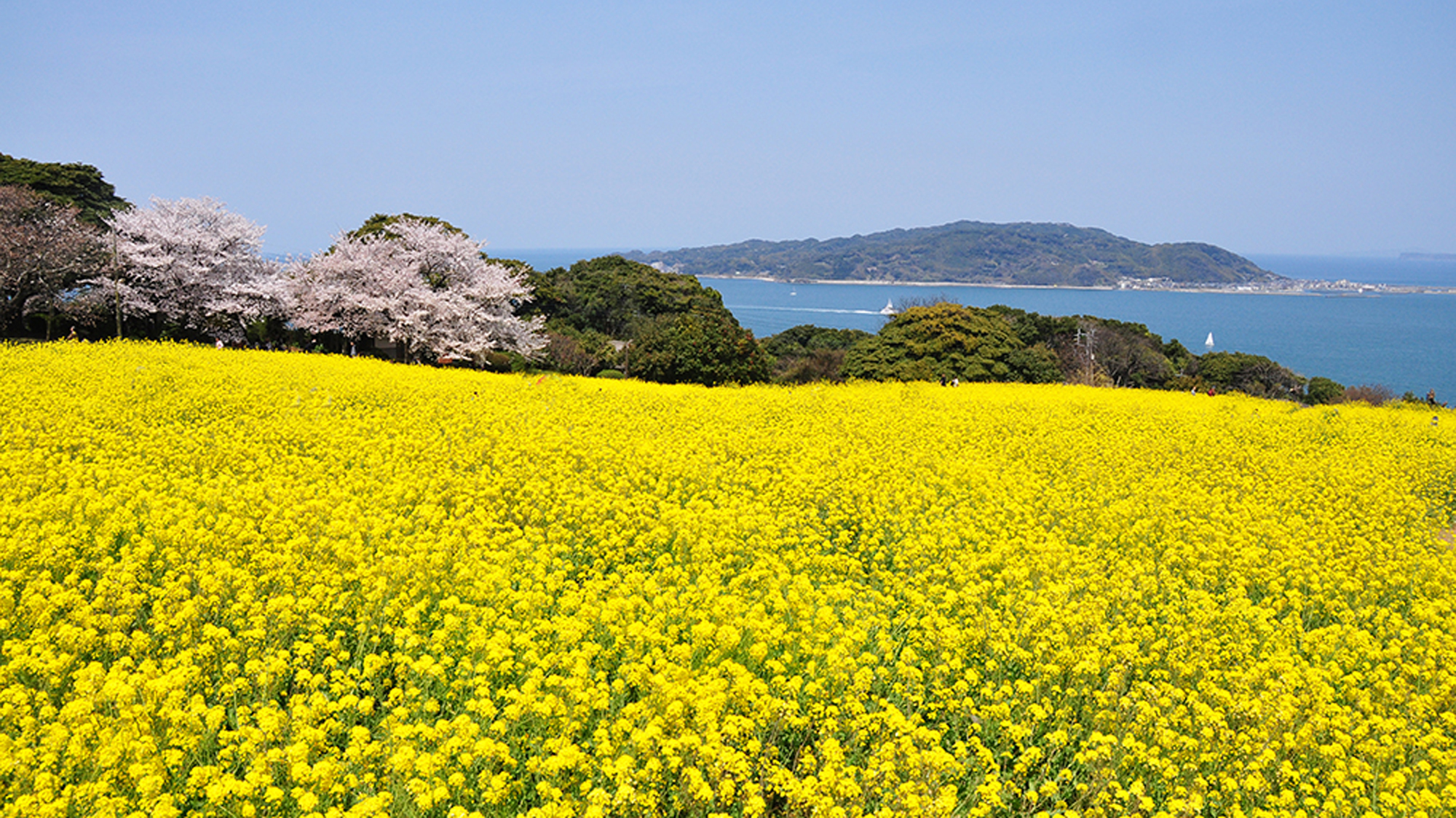 のこのしまアイランドパーク（菜の花）