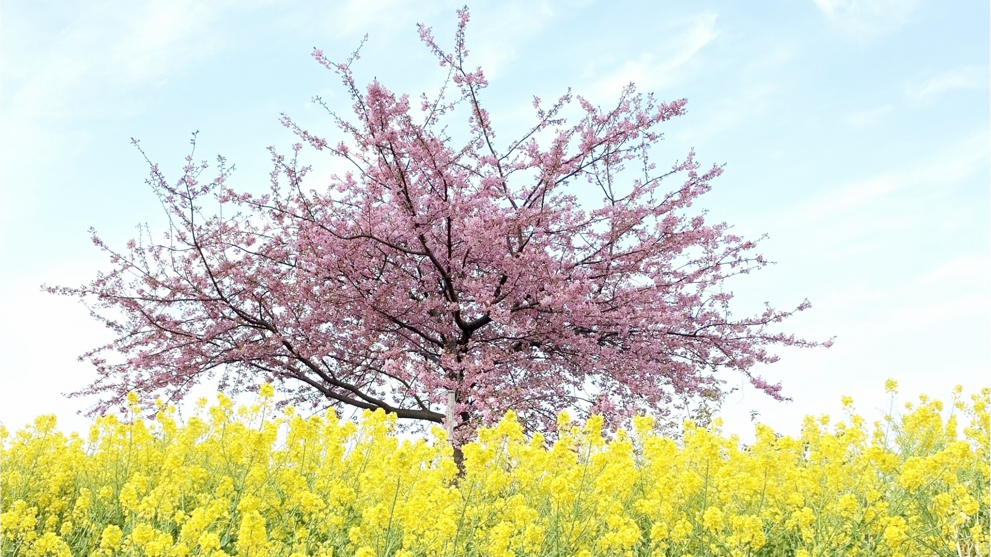 河津桜1