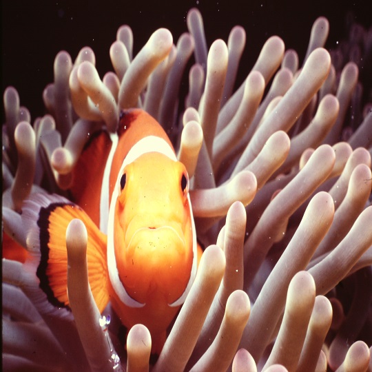 ダイビング・クマノミ