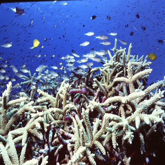 ダイビング・サンゴ