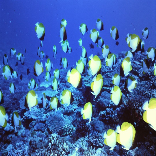 ダイビング・魚の群れ