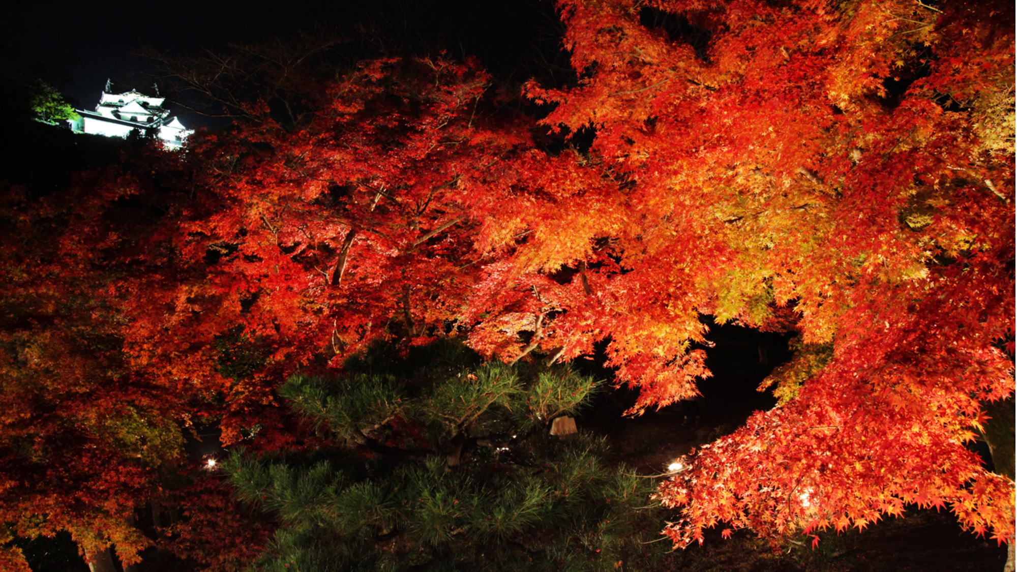 【秋の景観】美しい紅葉とライトアップ