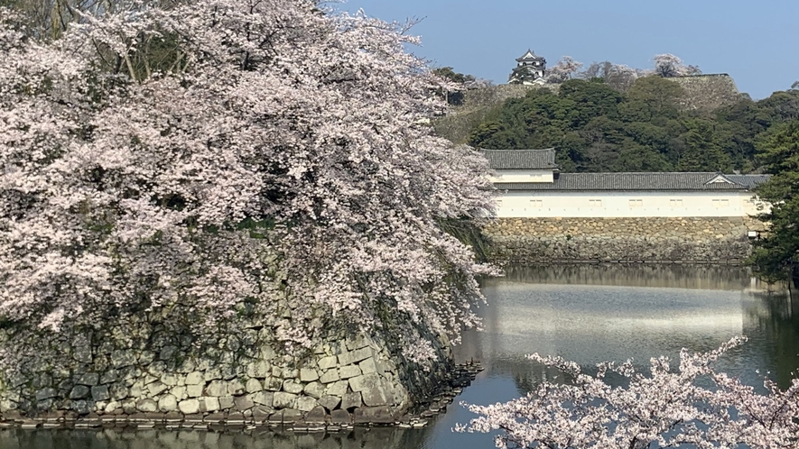 【春の景観】お堀と桜