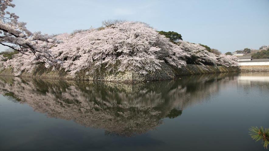 【春の景観】御堀と桜