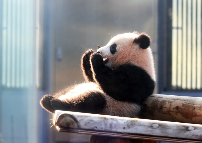 上野動物園のジャイアントパンダ