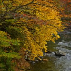■塩原の自然風景、秋渓流