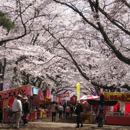 黒磯さくら祭（黒磯公園）