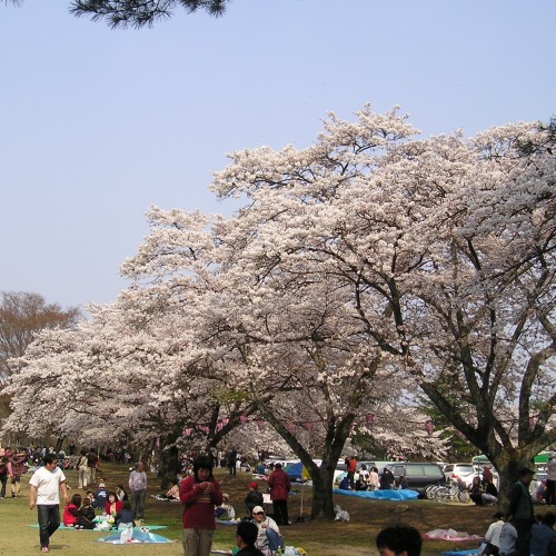 黒磯さくら祭（黒磯公園）