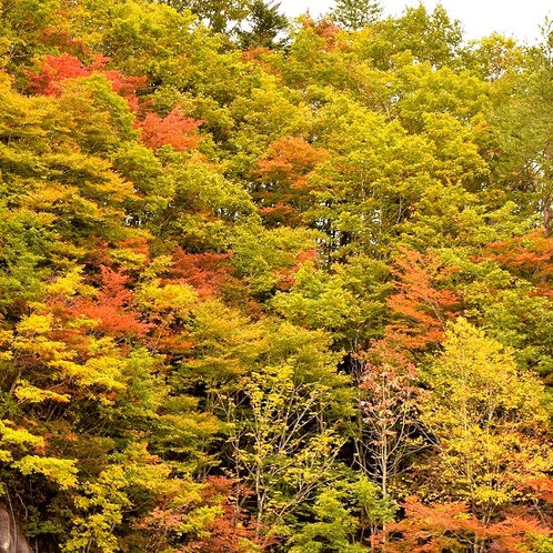 近辺の紅葉