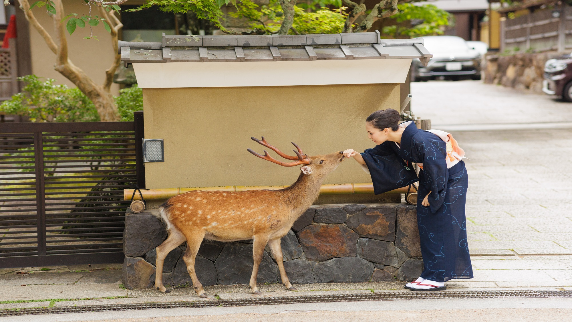 若女将と鹿