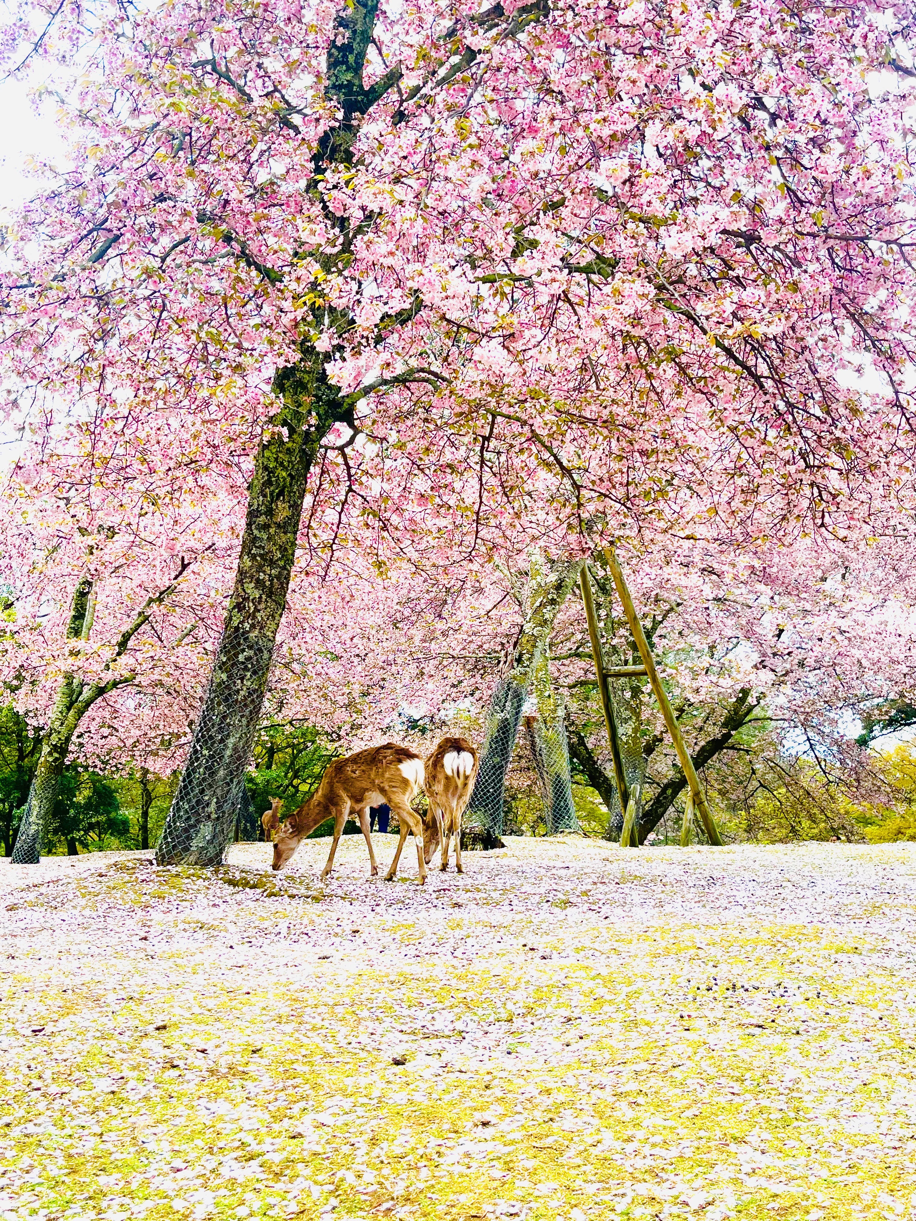 春の奈良公園。鹿が舞い散る桜の花びらを食む季節