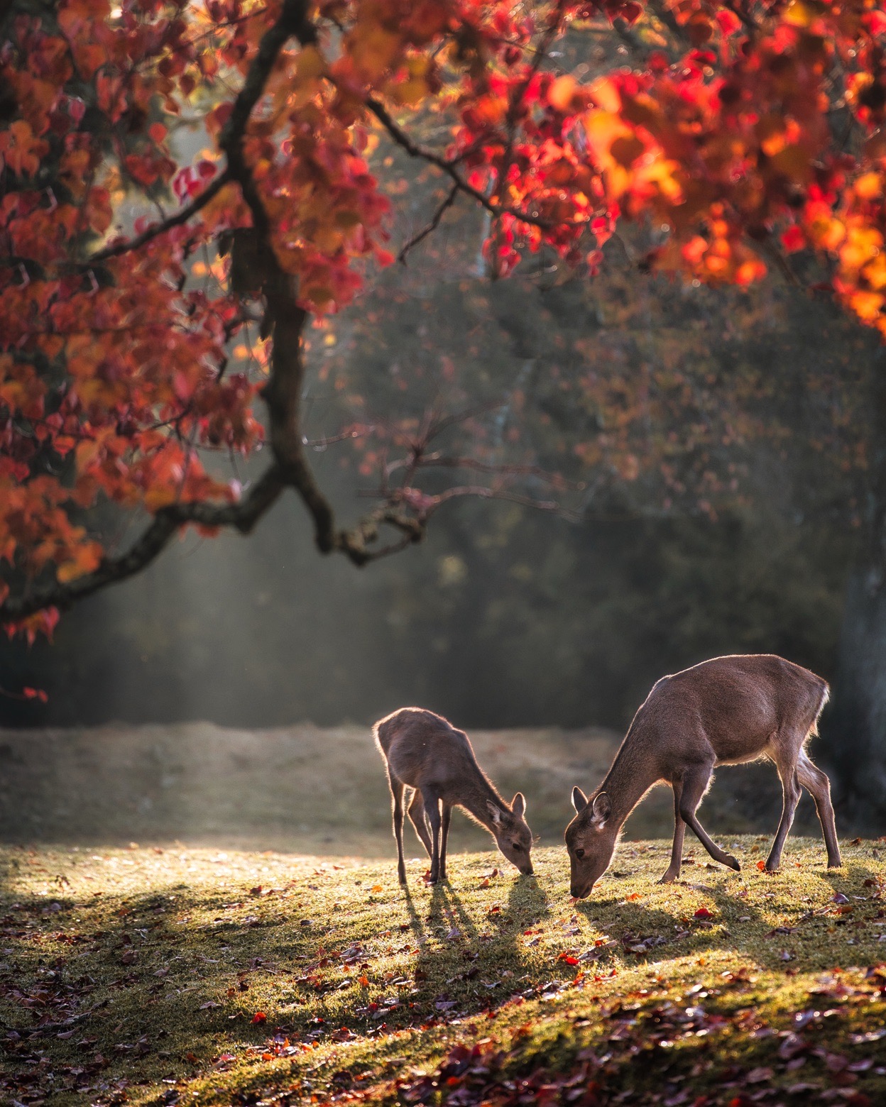 紅葉と鹿のコラボが見られる。秋絶景の奈良公園