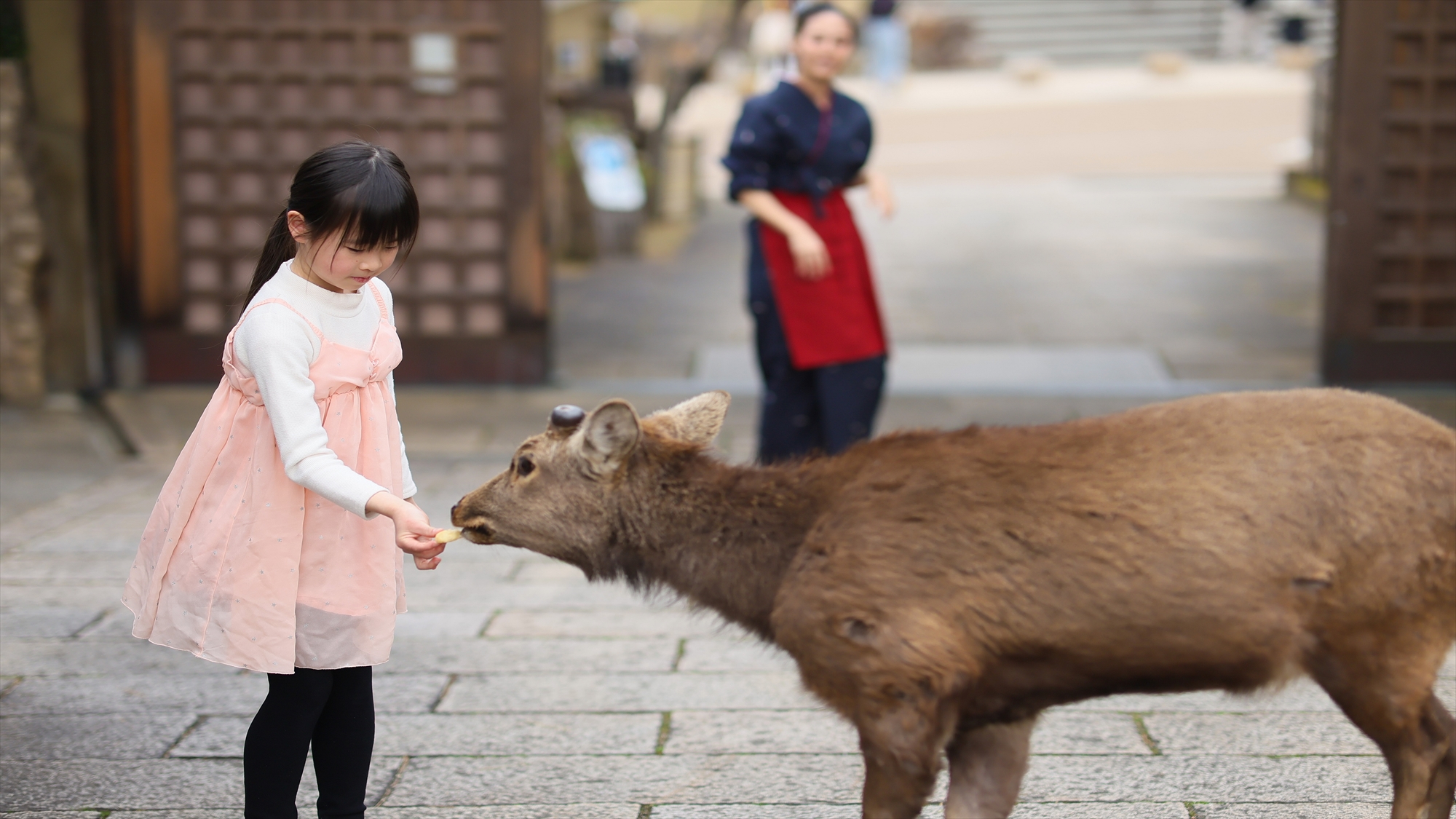 庭には鹿が入る宿