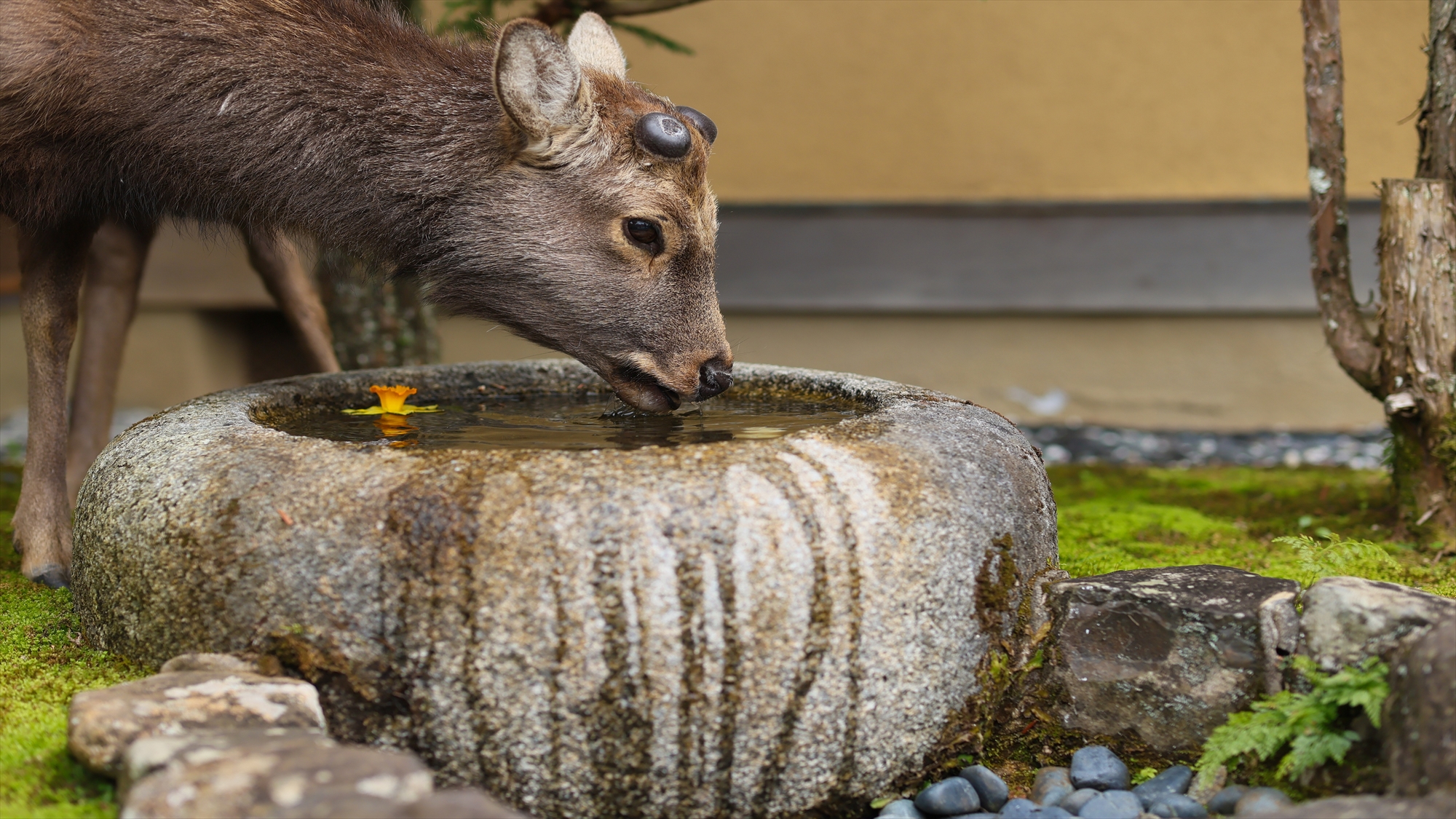 蹲で水を飲む鹿