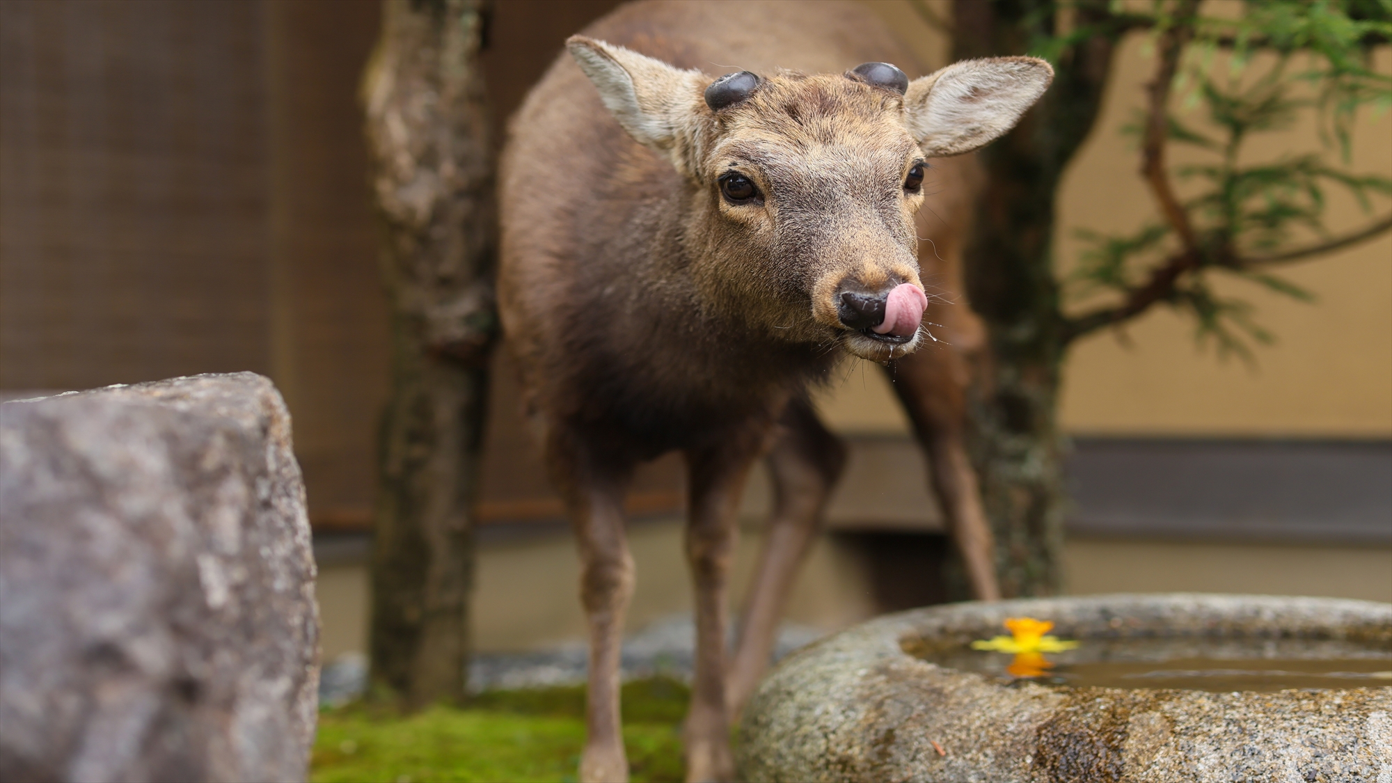 蹲で水を飲む鹿