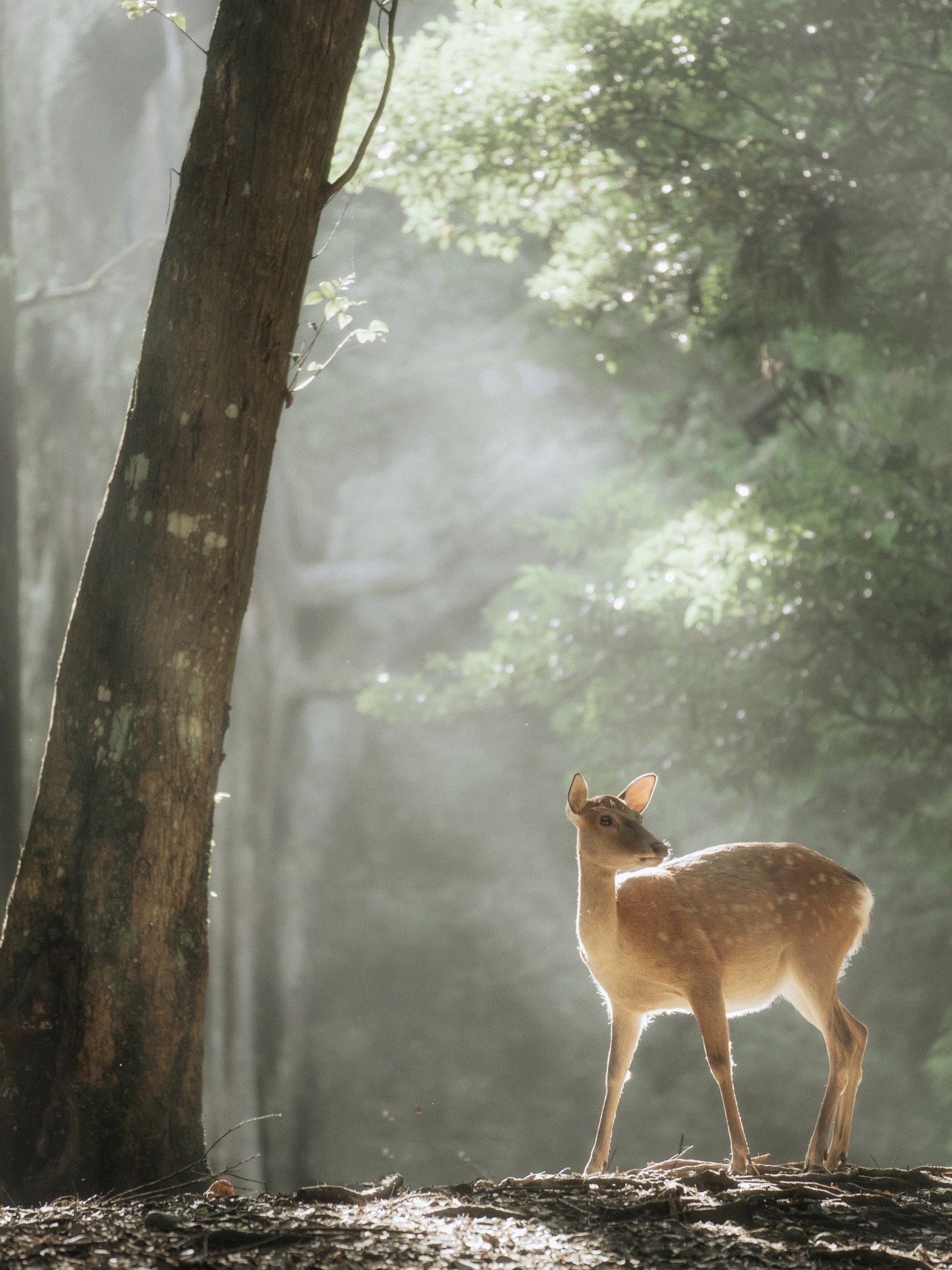 朝もやの中に佇む鹿。神秘的な光景