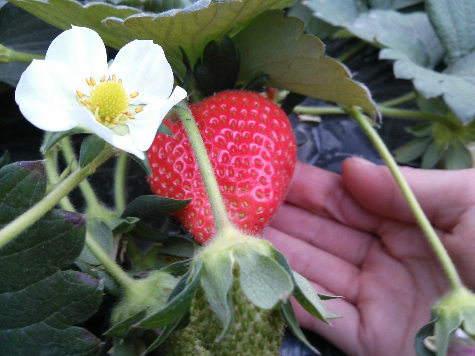 今年もやります！【こだわりイチゴ松本さんちのやよいひめ付】お夕食は上州麦豚２食付プラン　美味しいよ♪