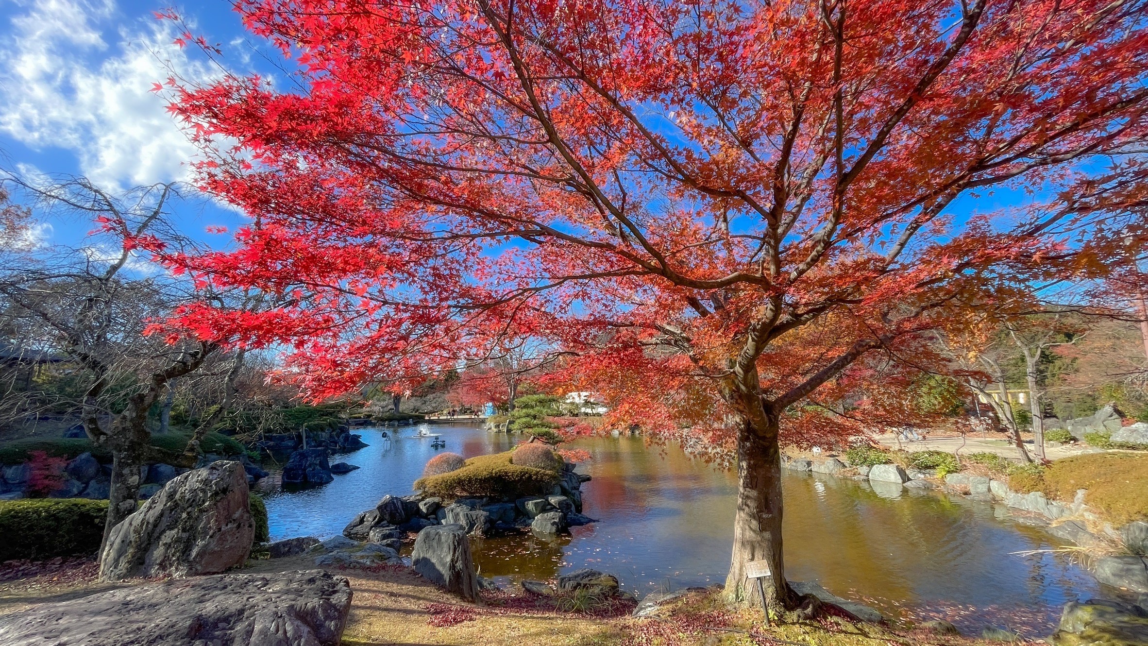 桜山公園2024.11.28