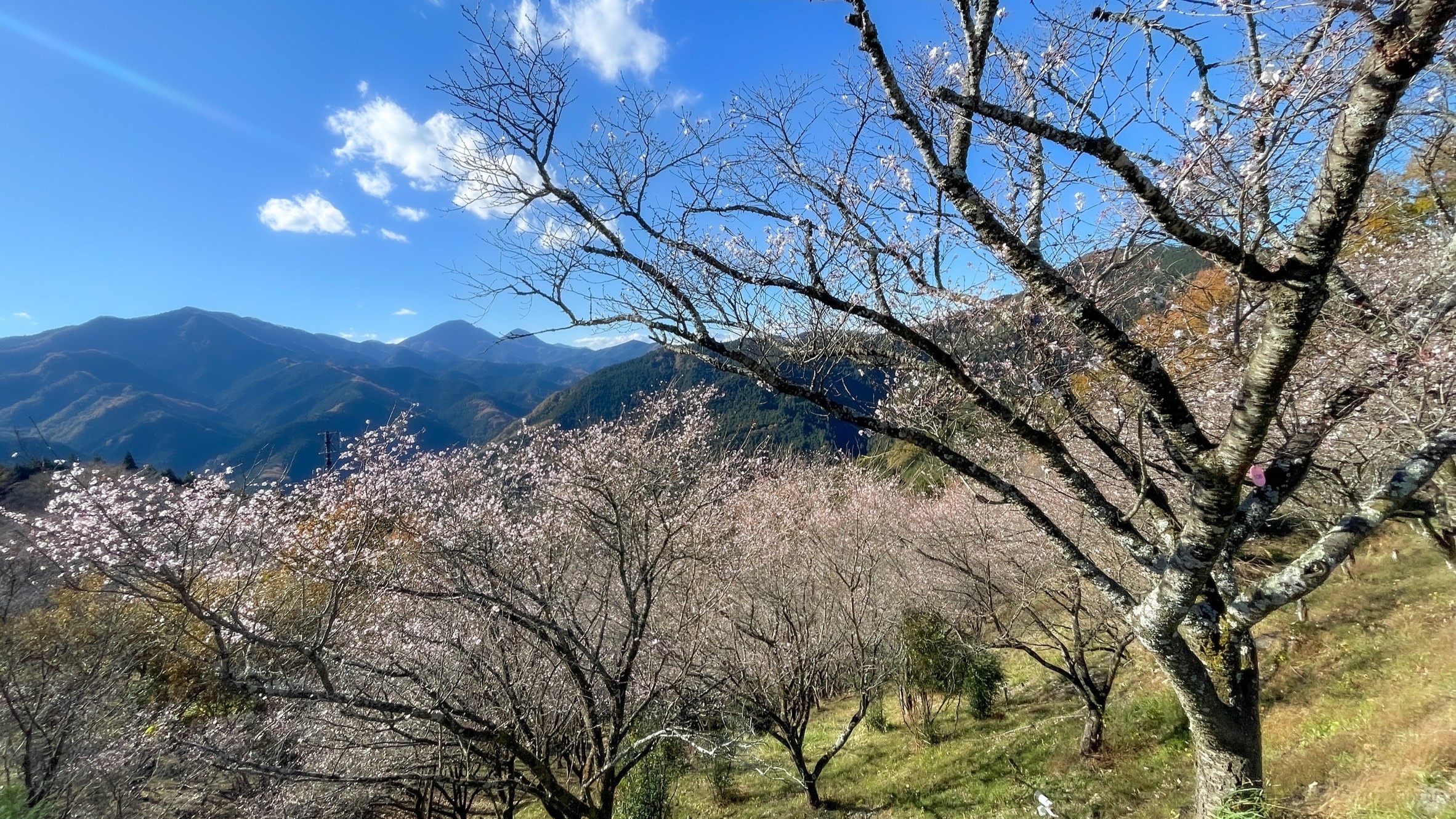 桜山公園2024.11.28