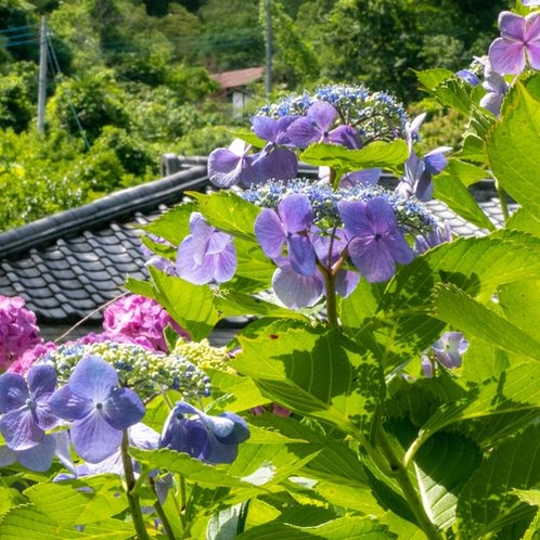 ★6月下旬　庭の紫陽花が満開です