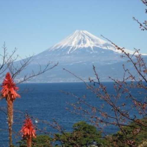 富士山とアロエ