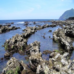 大潟浦のタイドプール