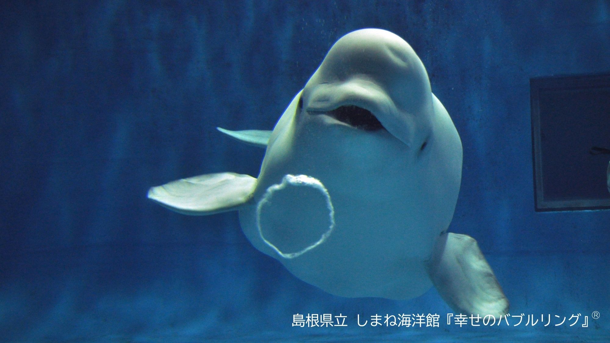 しまね海洋館アクアス／シロイルカ「幸せのバブルリング」® 写真提供：島根県立しまね海洋館
