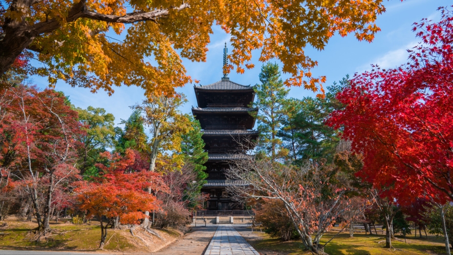 【 仁和寺・五重塔 】紅葉の名所としても有名 金堂へ続く参道の紅葉は見応えがあります(バス約50分)