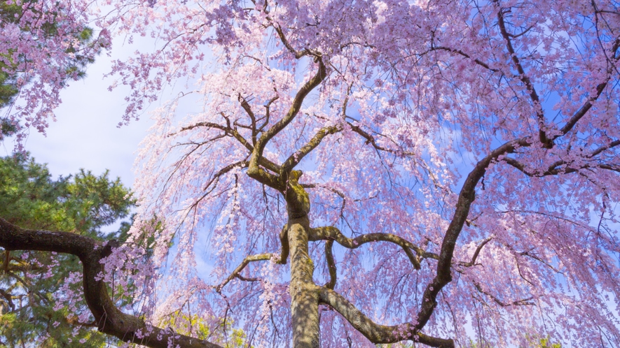 【桜スポット・京都御苑】苑内に約5万本樹木が植えられており、梅、桜、桃、紅葉など四季を通じて楽しめる