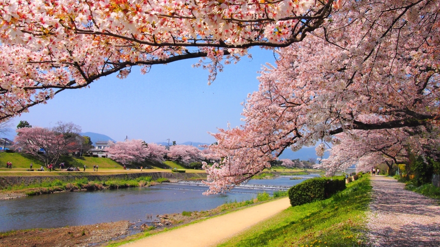 【桜スポット・鴨川】御池通～五条通の約1.8キロの桜並木、川沿いを散歩しながら桜を楽しめる