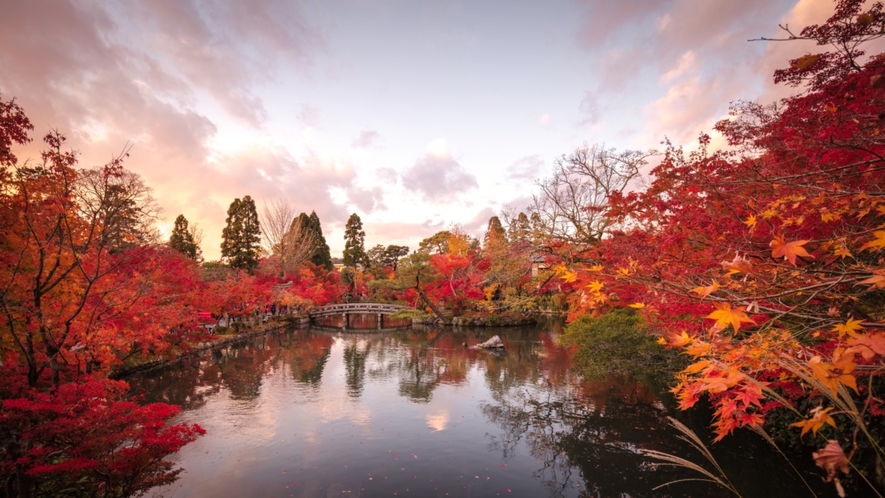 【紅葉スポット・永観堂】約3千本のイロハモミジやオオモミジが池泉回遊式庭園を彩る