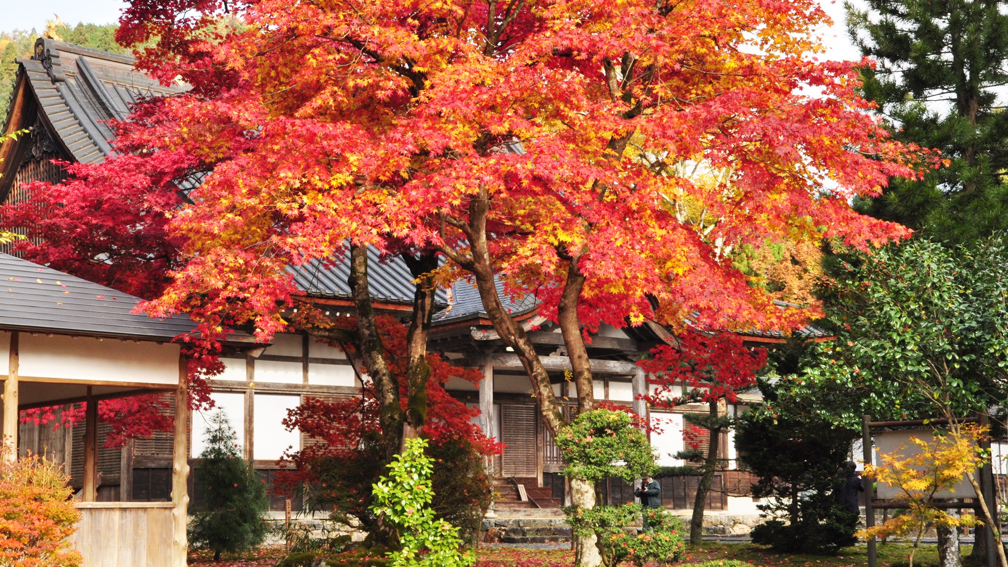 *赤く色づく木々を眺めて紅葉狩りをお楽しみください♪