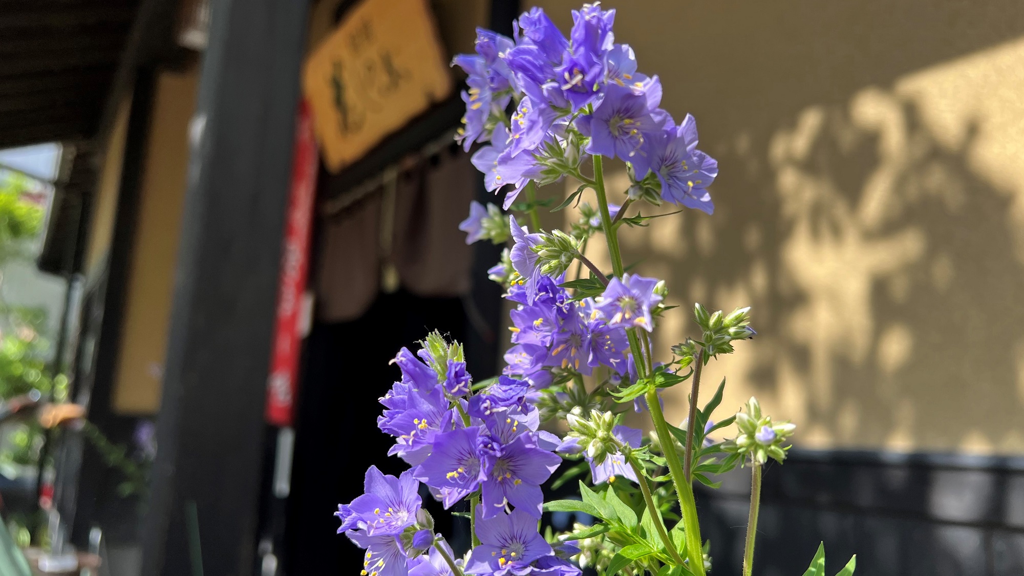 筋湯温泉 宿房 花しのぶ 写真 動画 楽天トラベル 筋湯温泉 宿房 花しのぶ 写真 動画 楽天トラベル