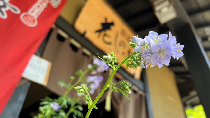 当館の名前となる「花しのぶ」の花です。