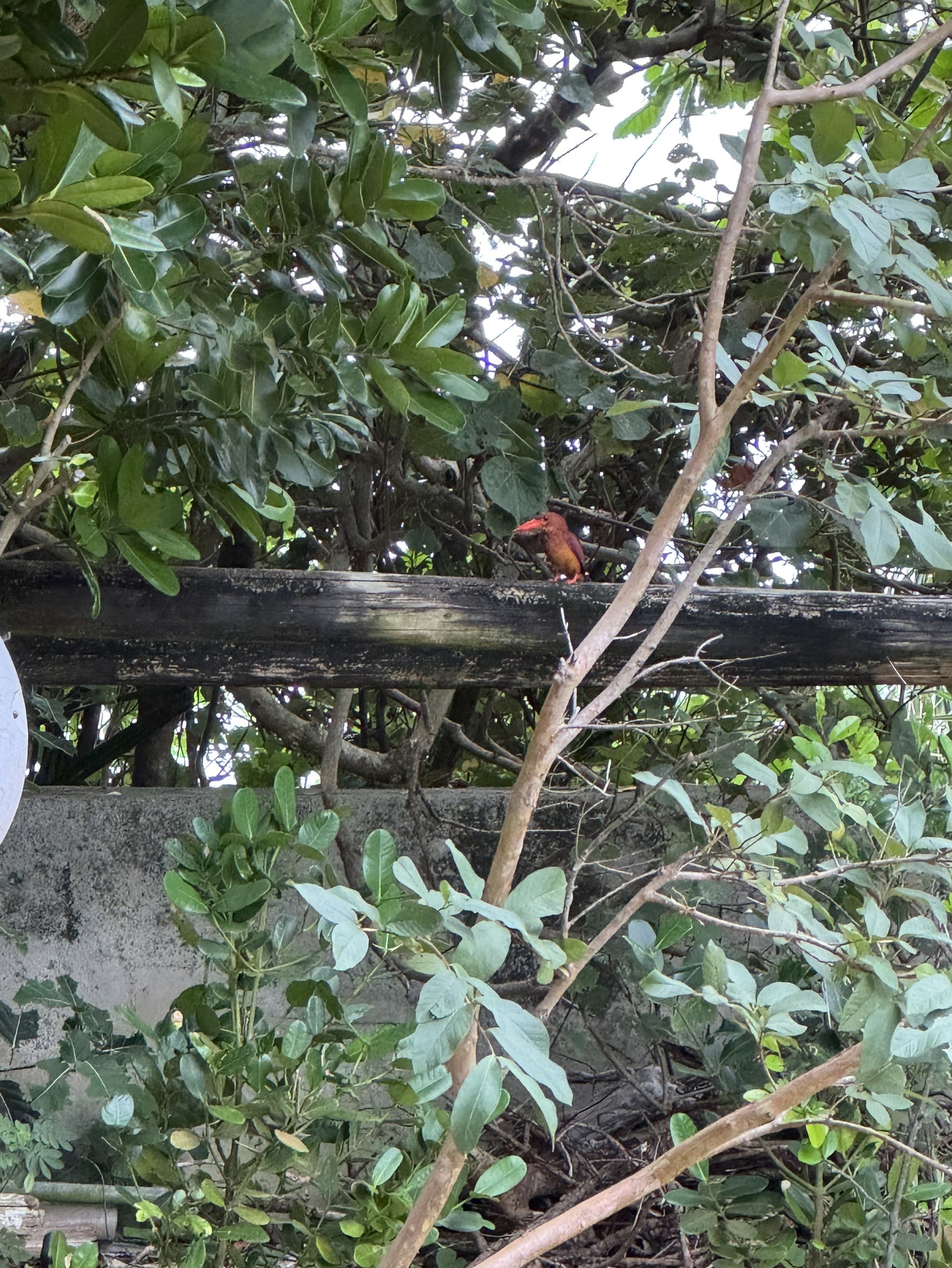 まるま荘にあらわれたアカショウビン