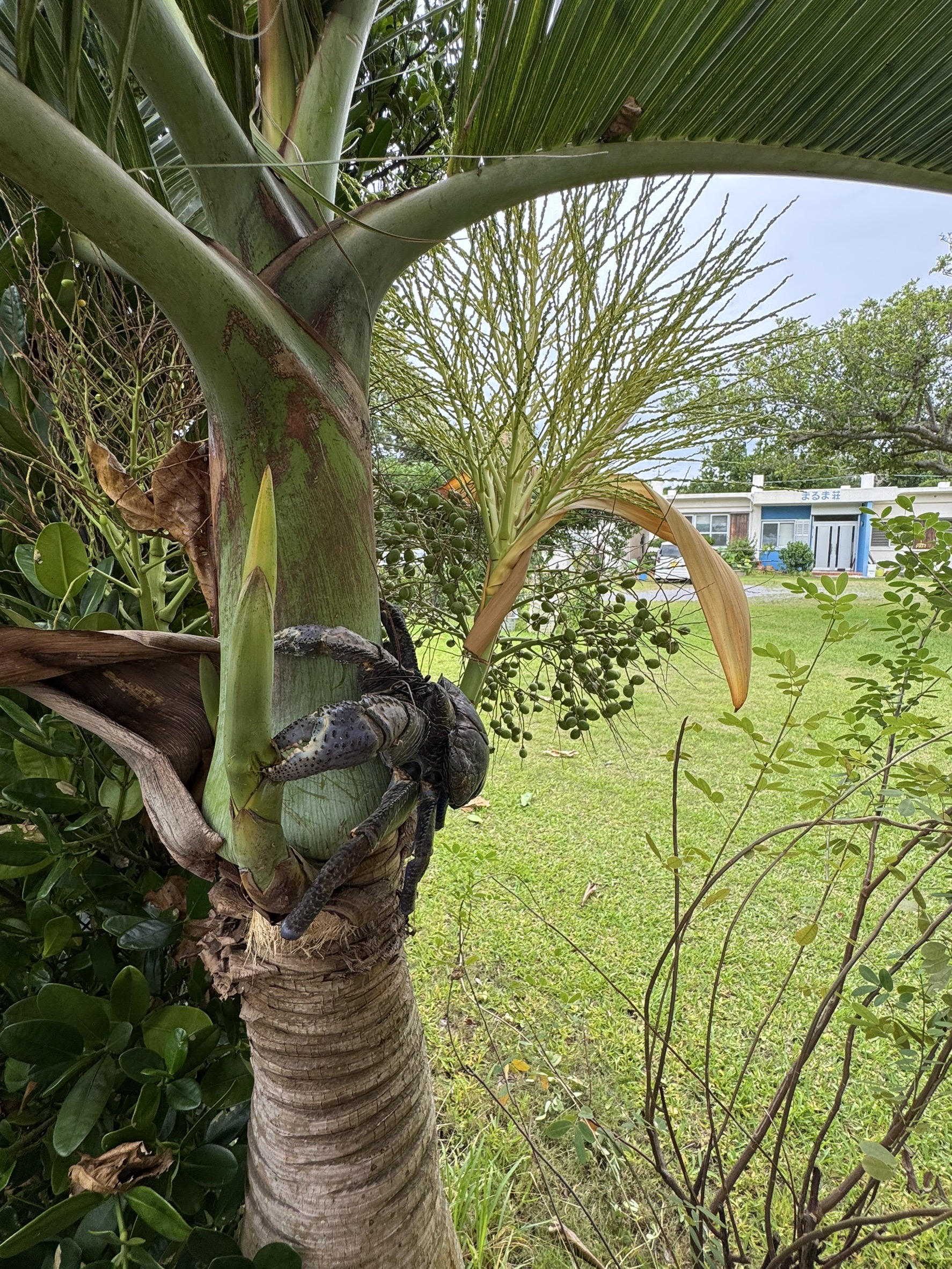 まるま荘にあらわれたヤシガニ