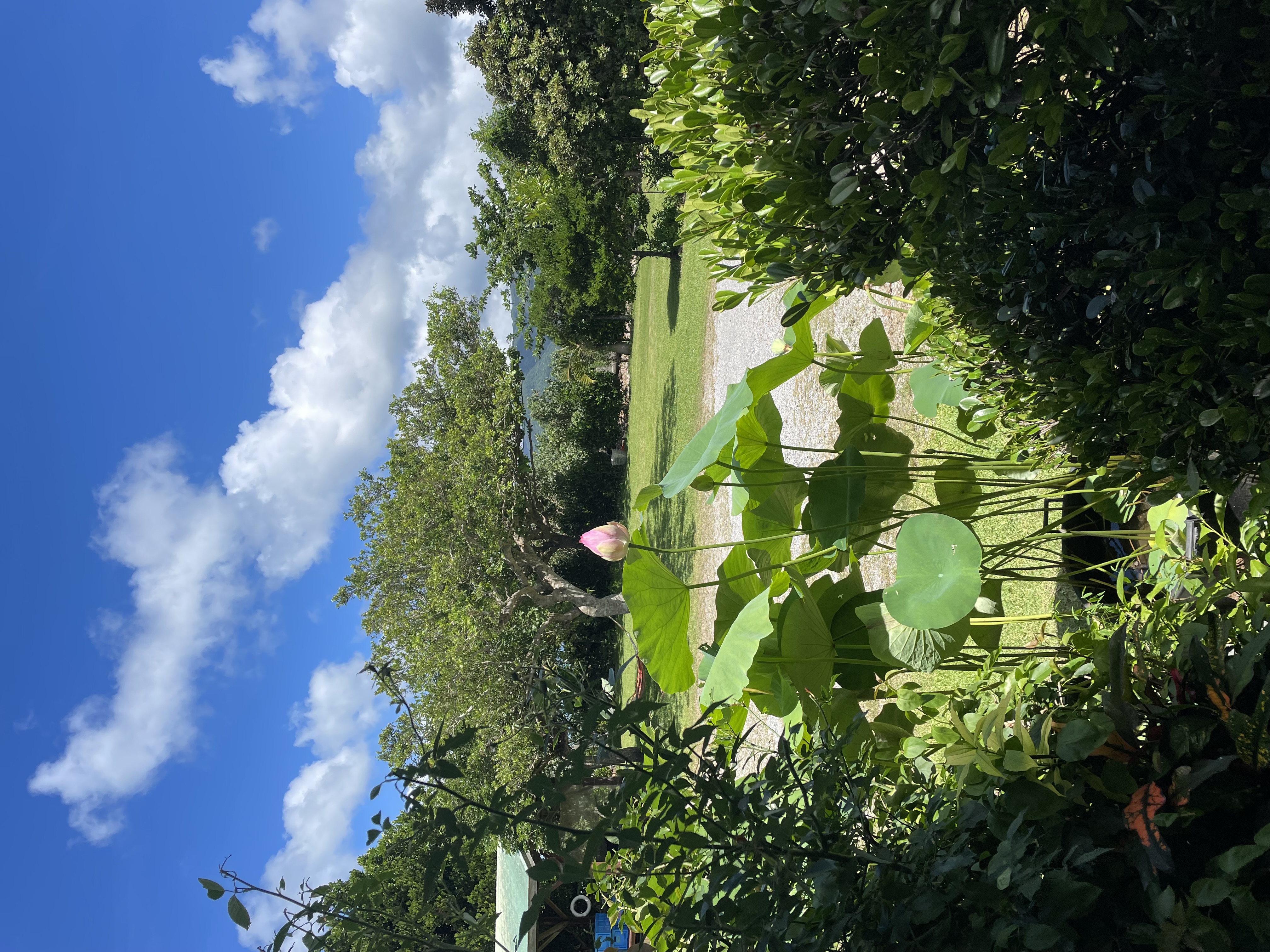 まるま荘のお庭の様子