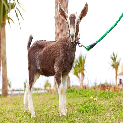 動物互動角