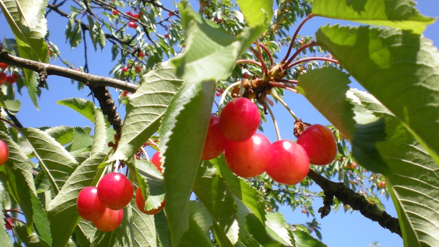 初夏の味覚「さくらんぼ」周辺にはさくらんぼ狩りが楽しめる果樹園が多数あります