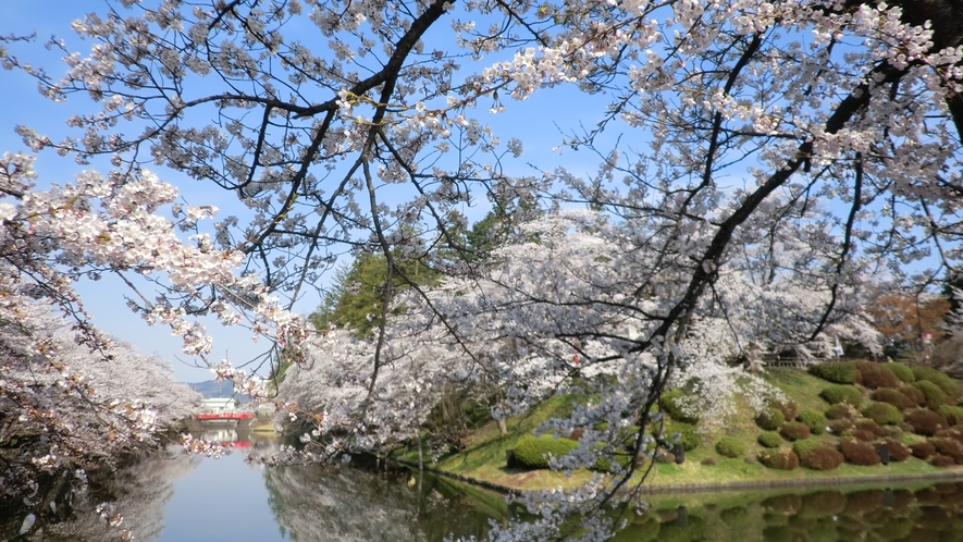 桜の名所「上杉神社」