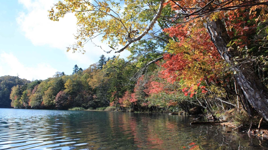 【周辺】ピークを迎えたオンネトー湖の紅葉