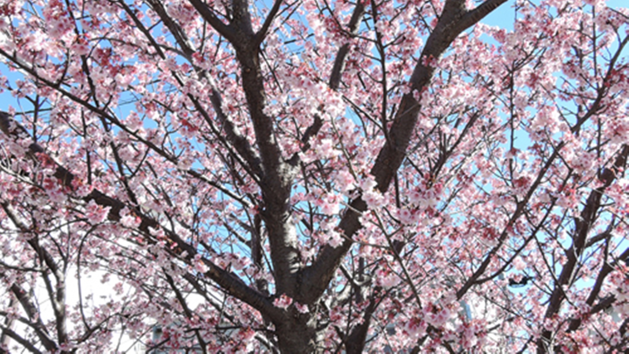 *施設周辺／例年多くのお花見客が観賞に訪れる土肥桜。