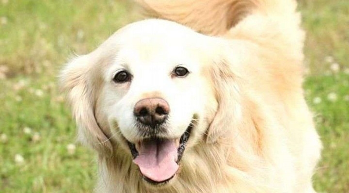 愛犬同伴専用プラン【素泊まり】高台で白浜の爽やかな風を愉しむ♪シンプルプラン〈温泉付き〉