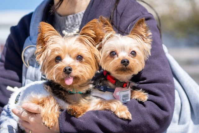 【愛犬同伴専用｜連泊プラン】2頭まで同伴無料！ミネラルウォーター付＆温泉・サウナ利用OK（素泊まり）