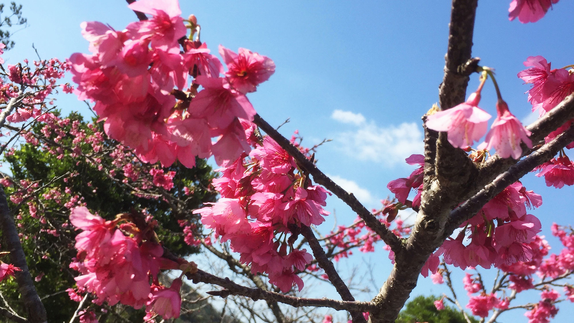 大宜味の桜