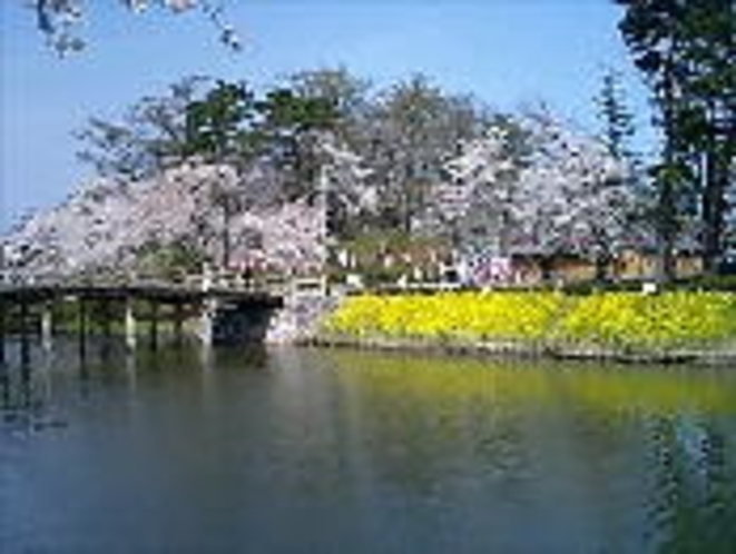 高田公園の桜（極楽橋）