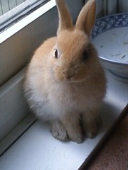玄関でウサギがお出迎え！